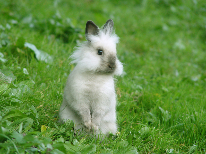 baby animal wallpaper. Here is a Bunny Wallpaper just