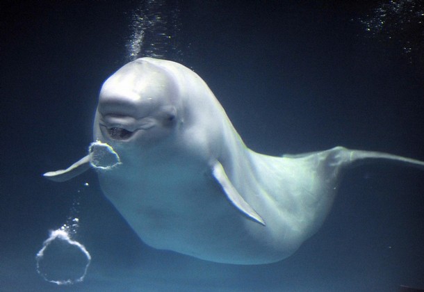 cute beluga whale pictures. A eluga whale exhales a